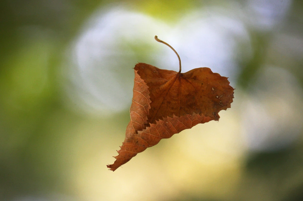 Константин Паустовский «А вы слышали шелест падающего листа?»
