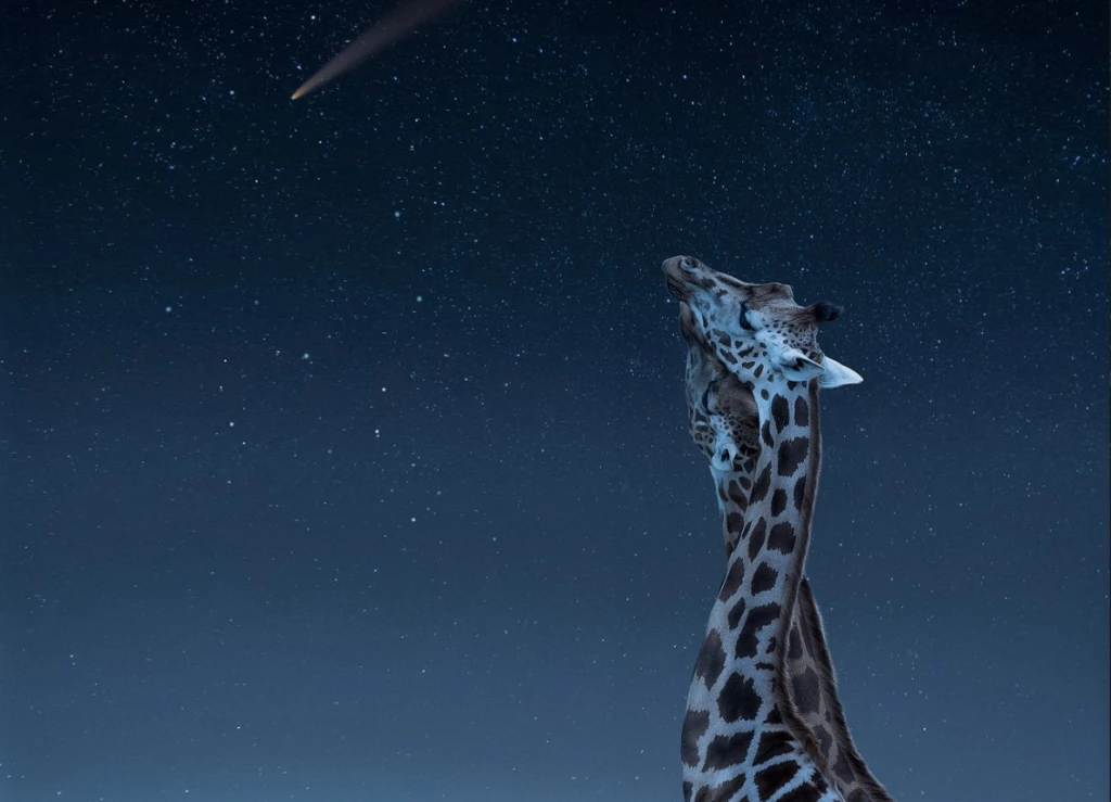 Победители Creative Photo Awards 2025: опубликованы лучшие снимки