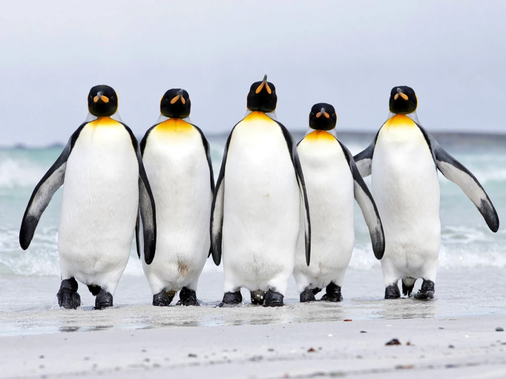 Холодный дом: как пингвины приспособились к жизни на самом негостеприимном континенте
