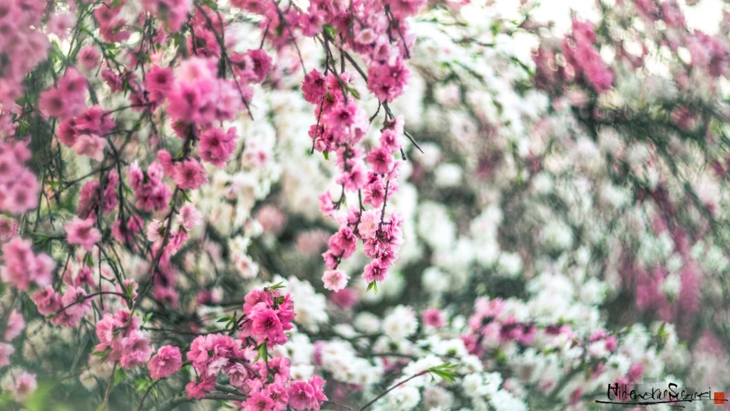 Волшебная японская весна в фотографиях Хиденобу Сузуки