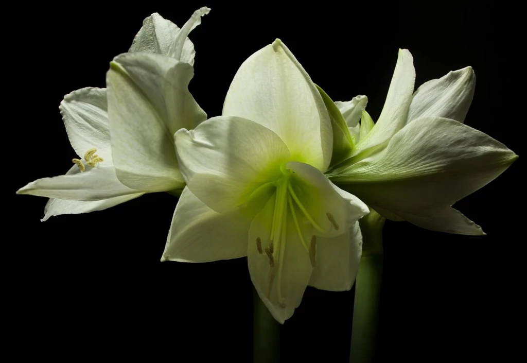 «Весна»: цветочный таймлапс, на съёмку которого ушло три года