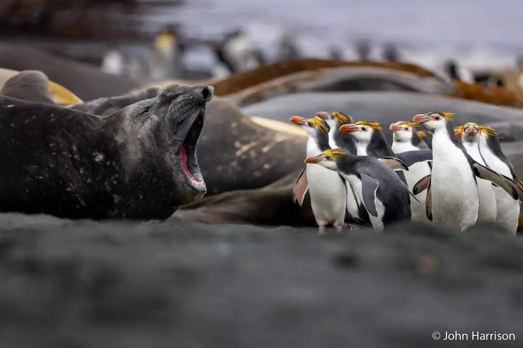 Шутки природы: самые смешные фото финалистов конкурса Australian Geographic Nature Photographer of the Year 2026